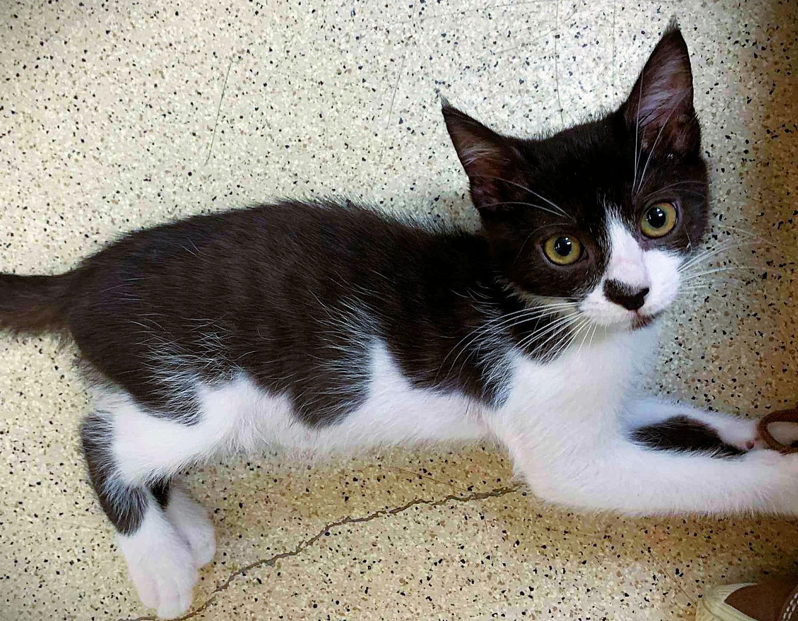 Enlarge Kitten Valley, a Adopted Domestic Short Hair in Seal Beach, CA image 2/2