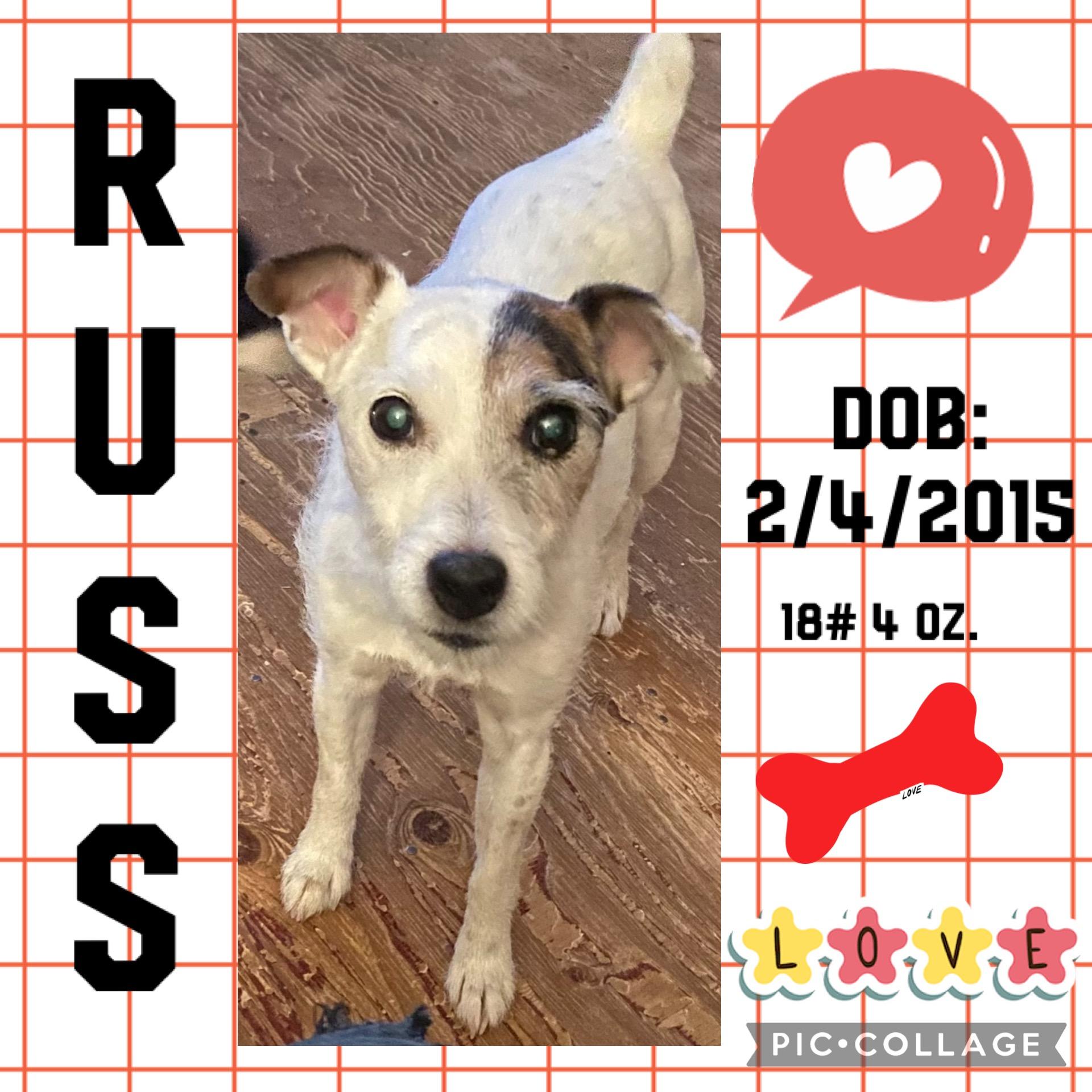 Enlarge Russ, a Adopted mixed breed in Anchorage, AK image 1/2