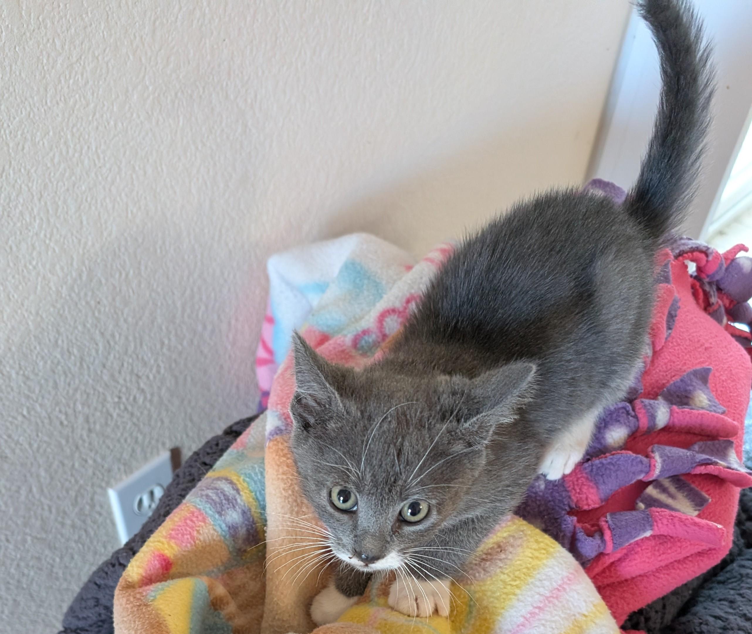 Alex, an adopted American Shorthair in Tracy, CA image 2/3