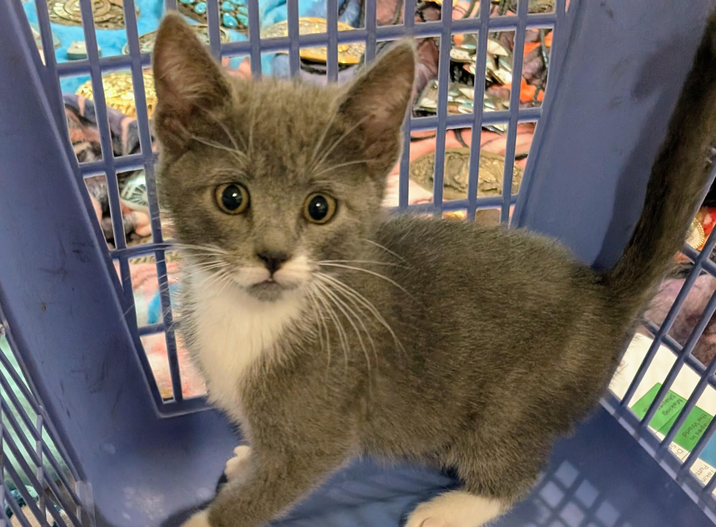 Alex, an adopted American Shorthair in Tracy, CA image 1/3