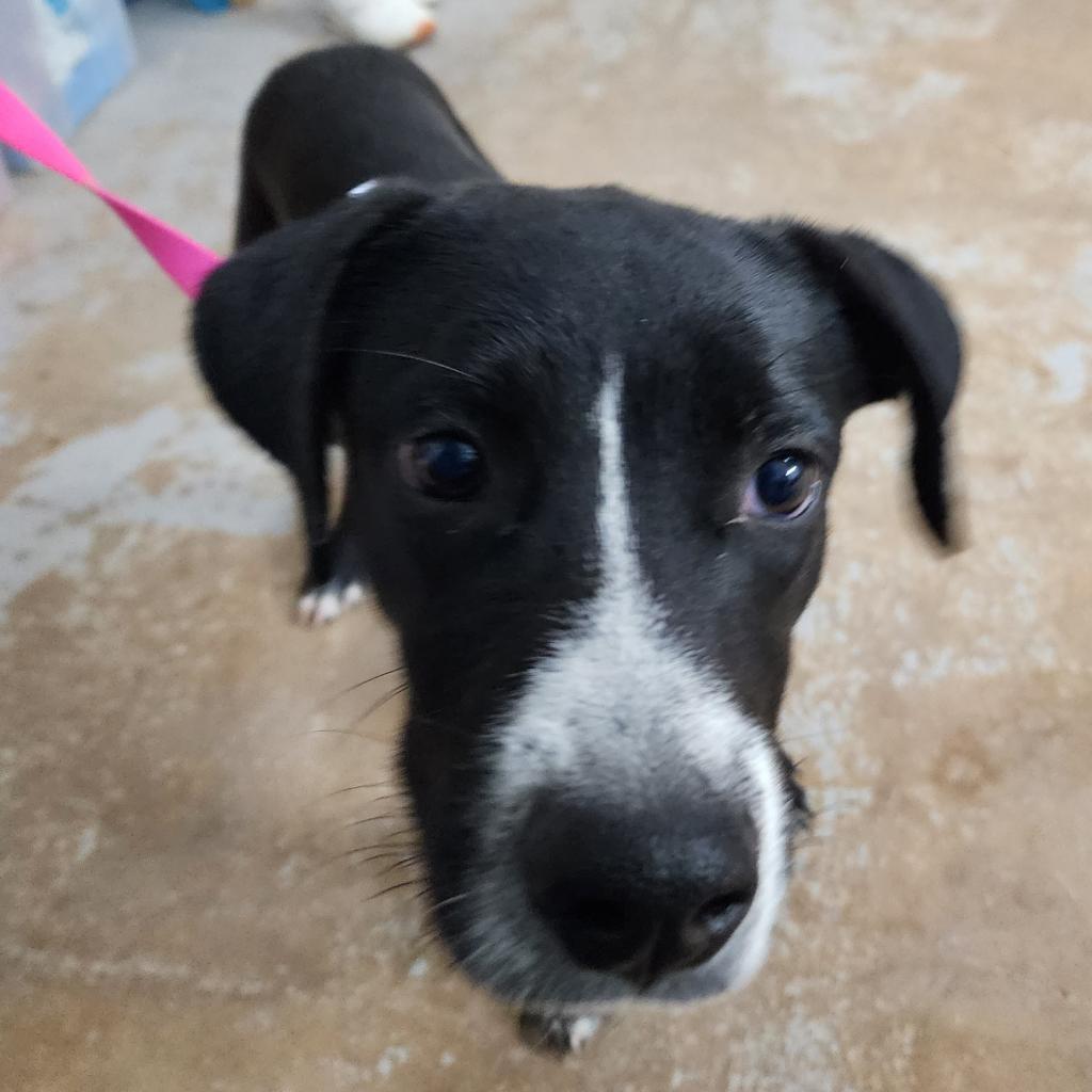 Enlarge Christmas, a Adoptable mixed breed in Edinburg, TX image 1/6