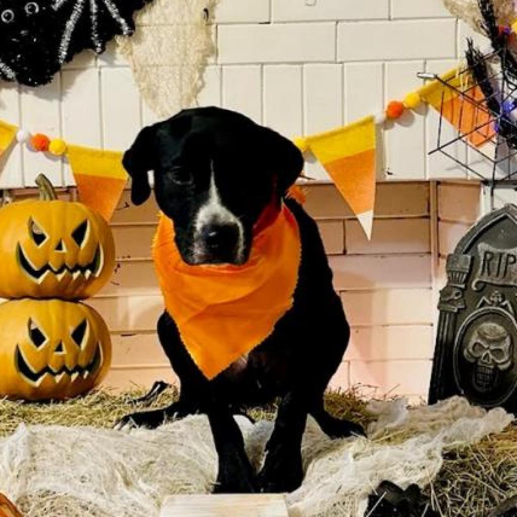 Enlarge Christmas, a Adoptable mixed breed in Edinburg, TX image 2/6