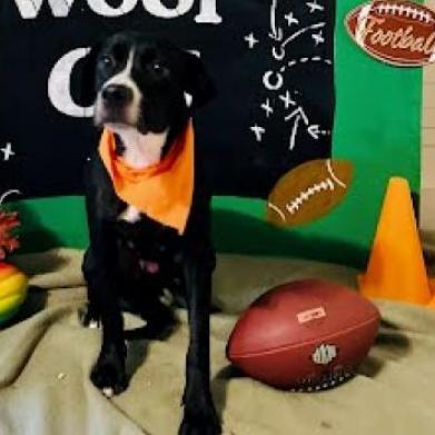 Enlarge Christmas, a Adoptable mixed breed in Edinburg, TX image 3/6