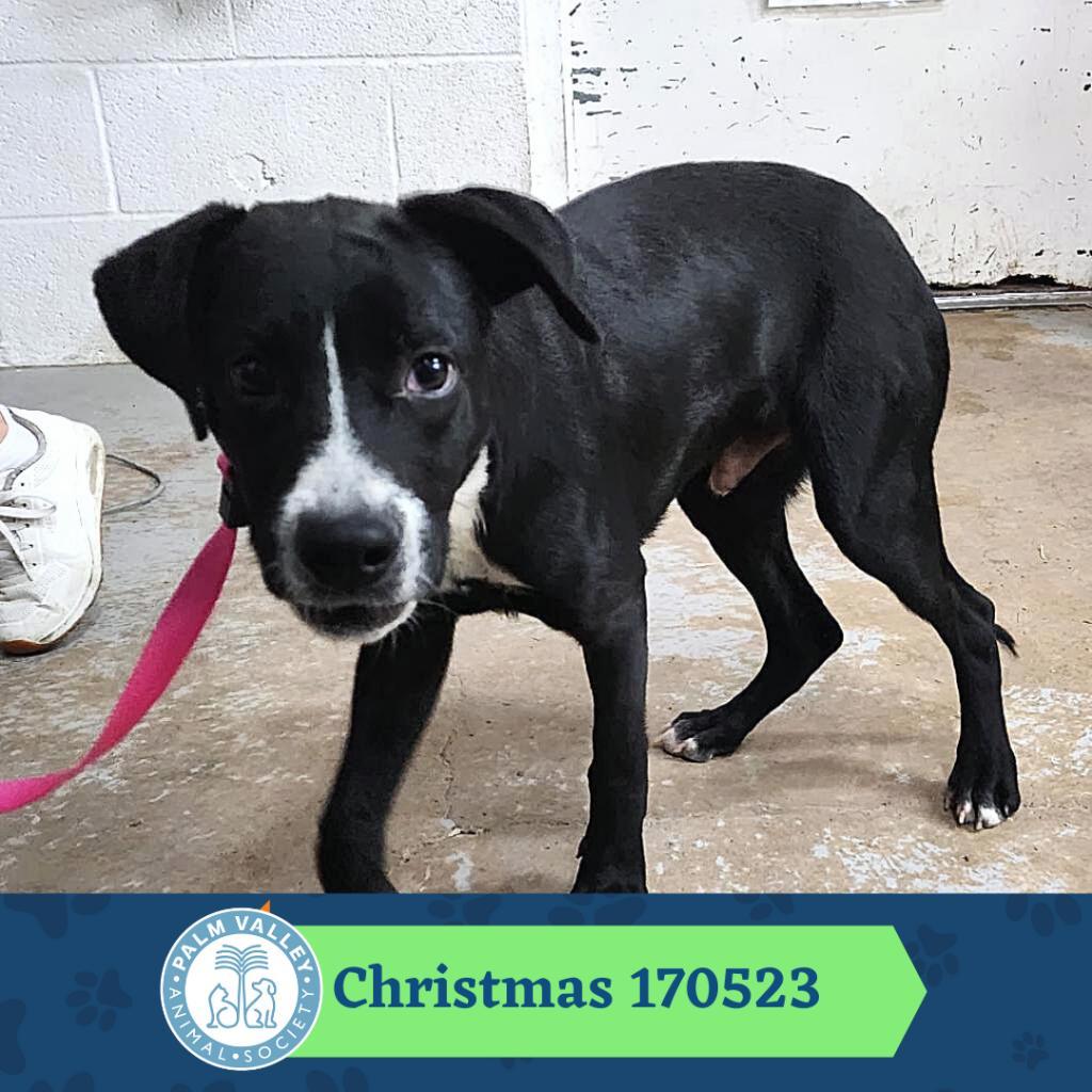 Enlarge Christmas, a Adoptable mixed breed in Edinburg, TX image 4/6