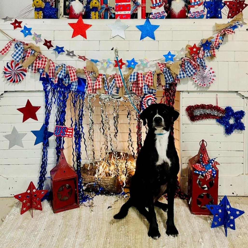 Enlarge Christmas, a Adoptable mixed breed in Edinburg, TX image 5/6