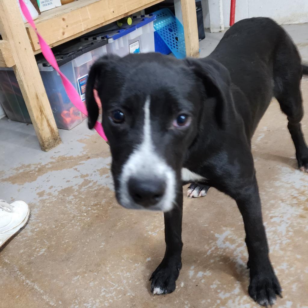 Enlarge Christmas, a Adoptable mixed breed in Edinburg, TX image 6/6