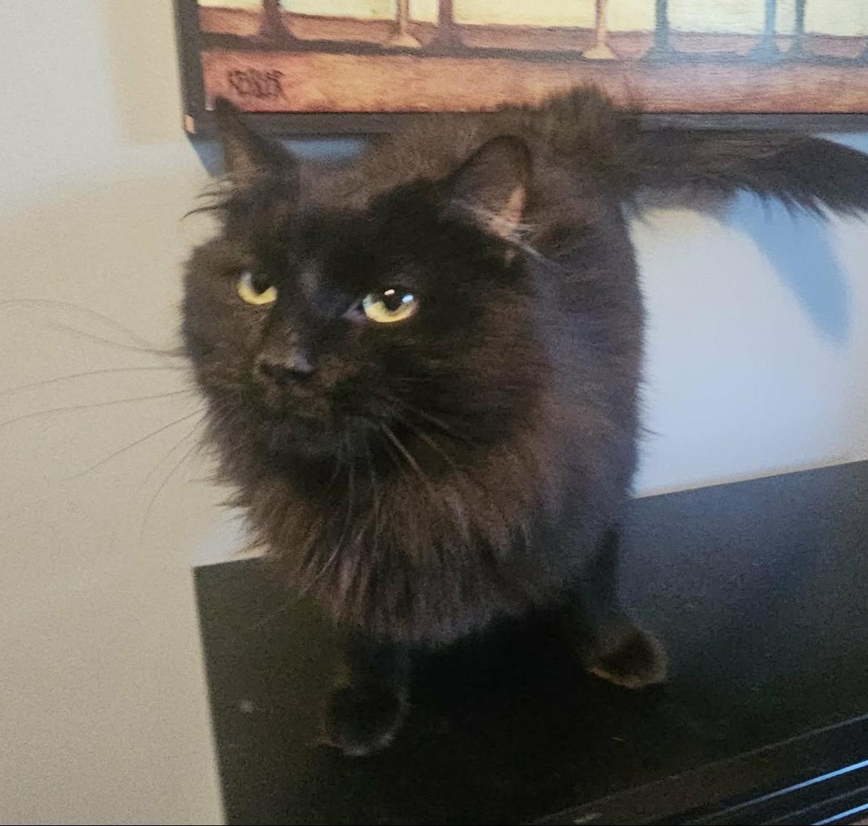 Enlarge Fluffy (Gentle Soul looking for Love), a ADOPTABLE Domestic Long Hair in Rochester, NY image 2/3