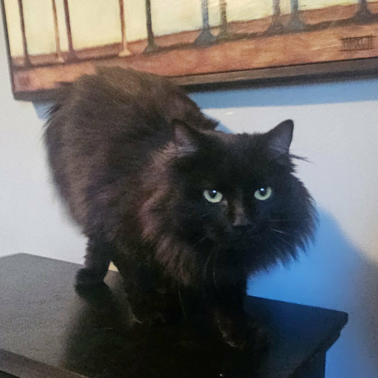 Enlarge Fluffy (Gentle Soul looking for Love), a ADOPTABLE Domestic Long Hair in Rochester, NY image 1/3