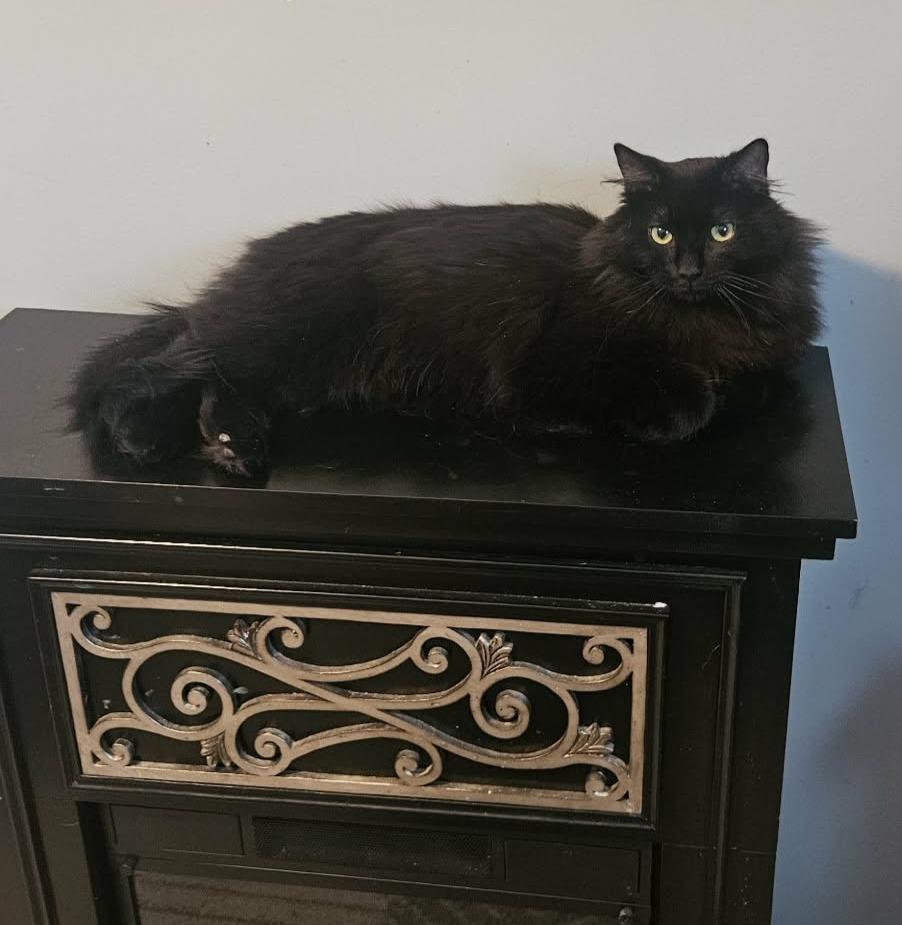 Enlarge Fluffy (Gentle Soul looking for Love), an adopted Domestic Long Hair in Rochester, NY image 1/5