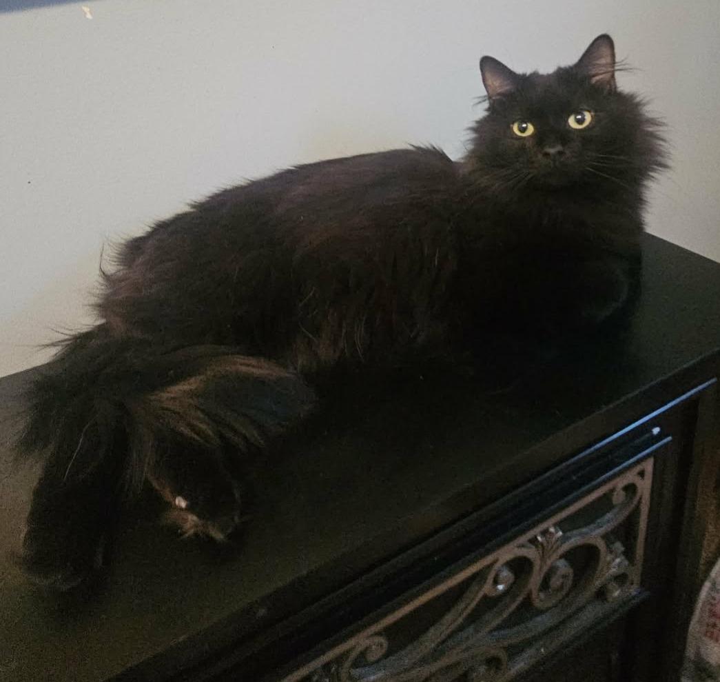 Enlarge Fluffy (Gentle Soul looking for Love), an adopted Domestic Long Hair in Rochester, NY image 3/5
