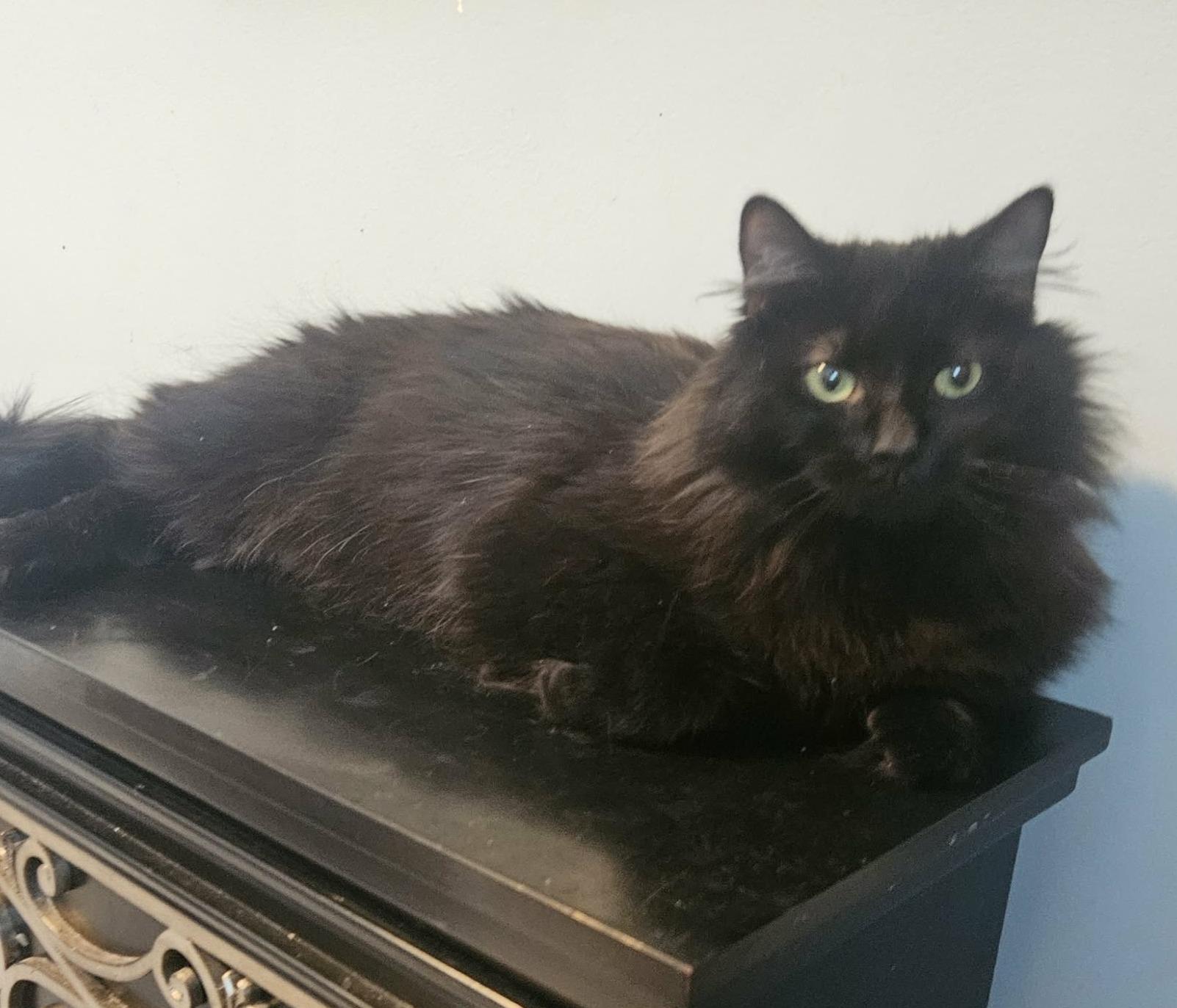 Enlarge Fluffy (Gentle Soul looking for Love), an adopted Domestic Long Hair in Rochester, NY image 4/5