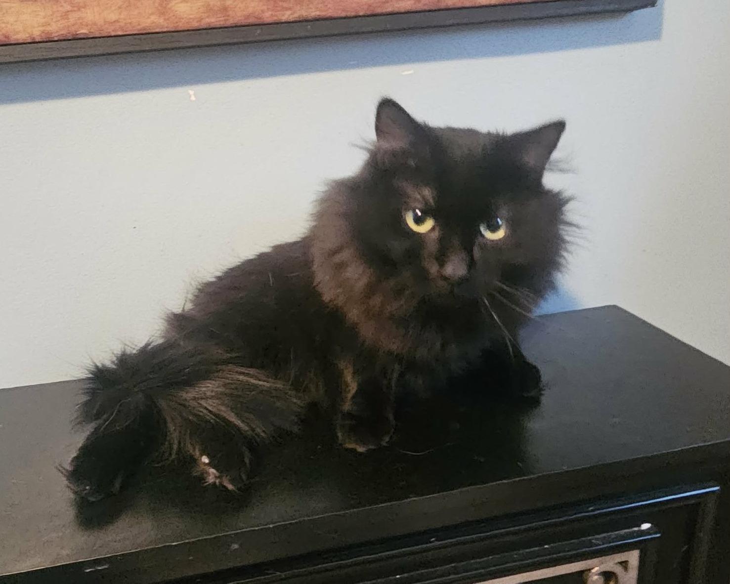 Enlarge Fluffy (Gentle Soul looking for Love), an adopted Domestic Long Hair in Rochester, NY image 5/5