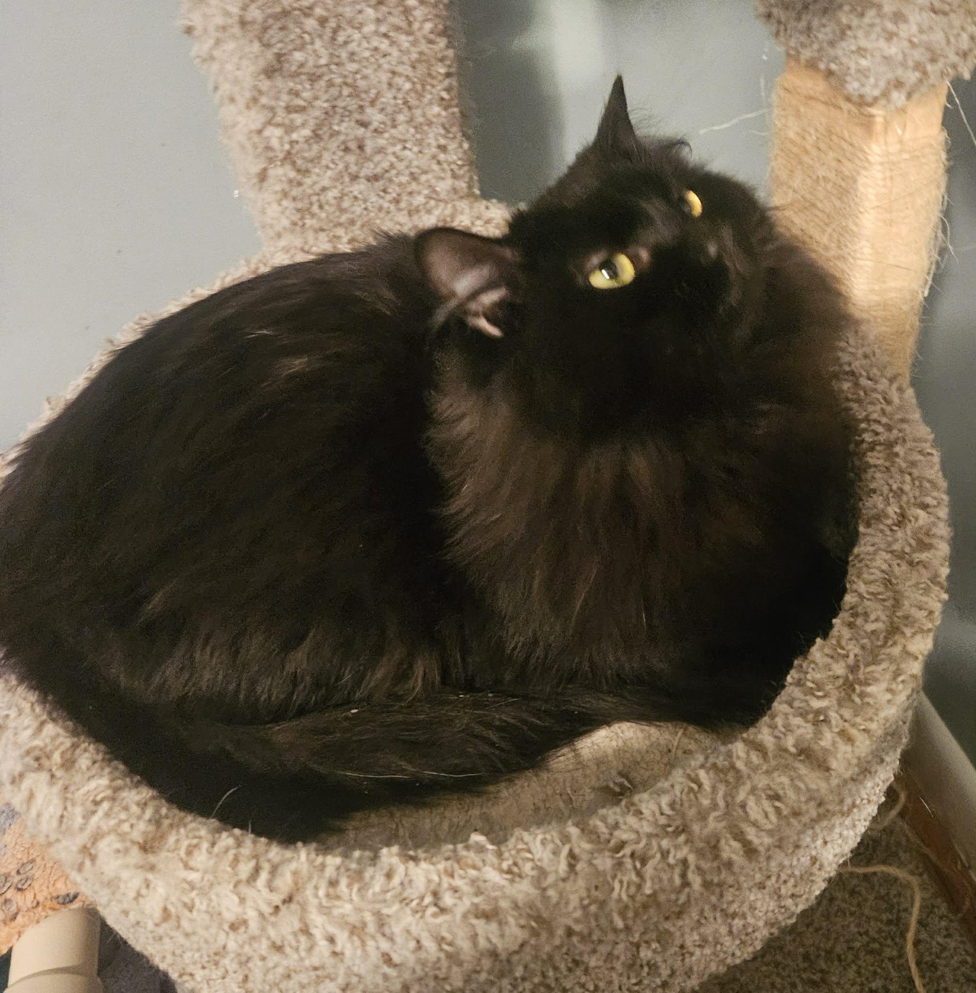 Enlarge Fluffy (Gentle Soul looking for Love), a ADOPTABLE Domestic Long Hair in Rochester, NY image 3/3