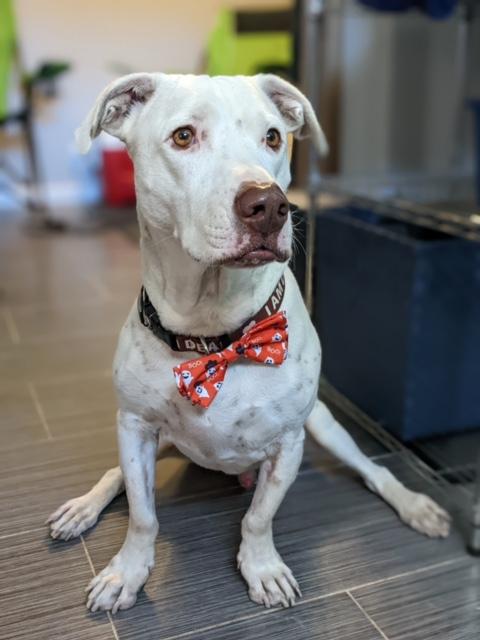 Enlarge COURTESY POST* CHARLIE * COURTESY POST, a Adoptable mixed breed in Phoenix, AZ image 1/2