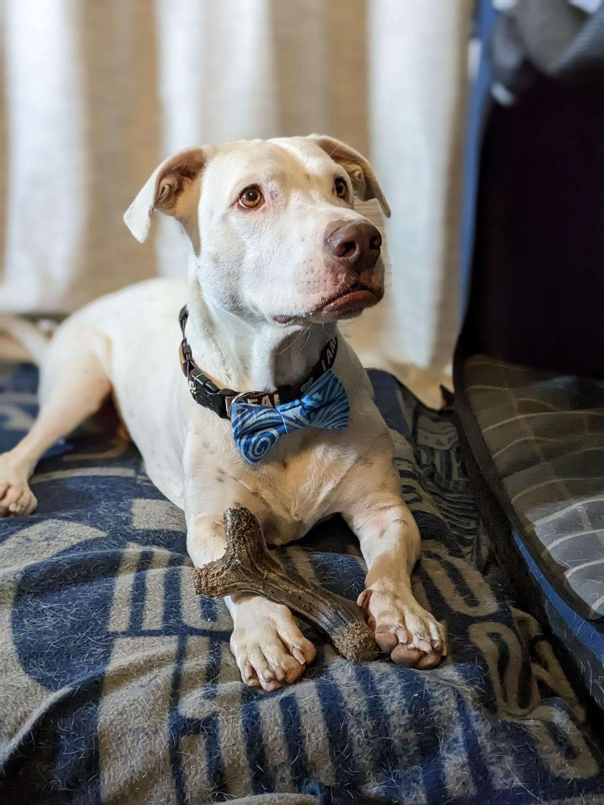 Enlarge COURTESY POST* CHARLIE * COURTESY POST, a Adoptable mixed breed in Phoenix, AZ image 2/2