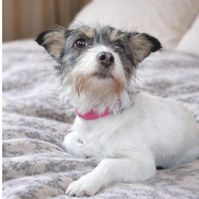 Enlarge Serenity, an adopted mixed breed in Winter haven, FL image 1/1