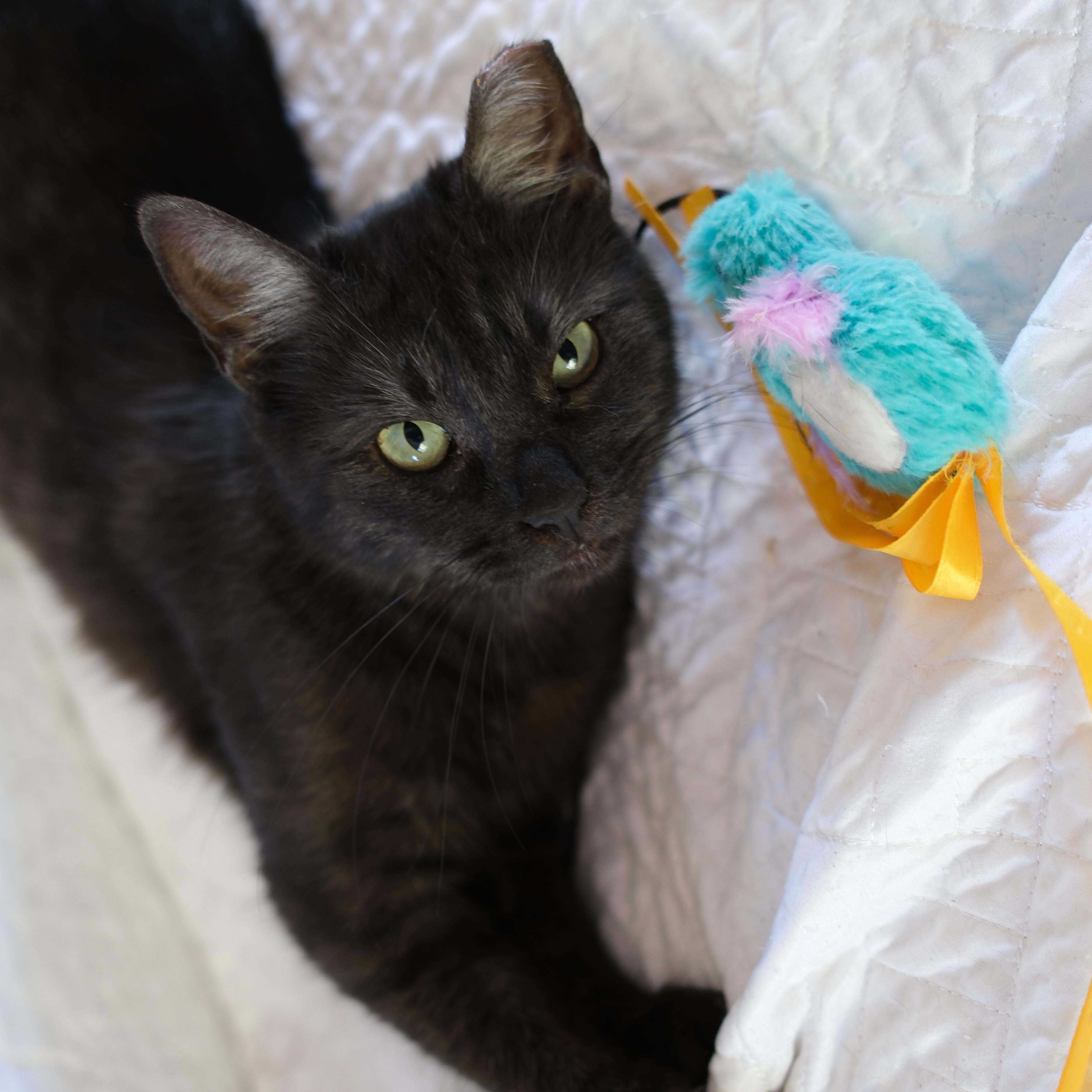 Enlarge Echo, a ADOPTABLE Domestic Short Hair in Union City, CA image 2/3