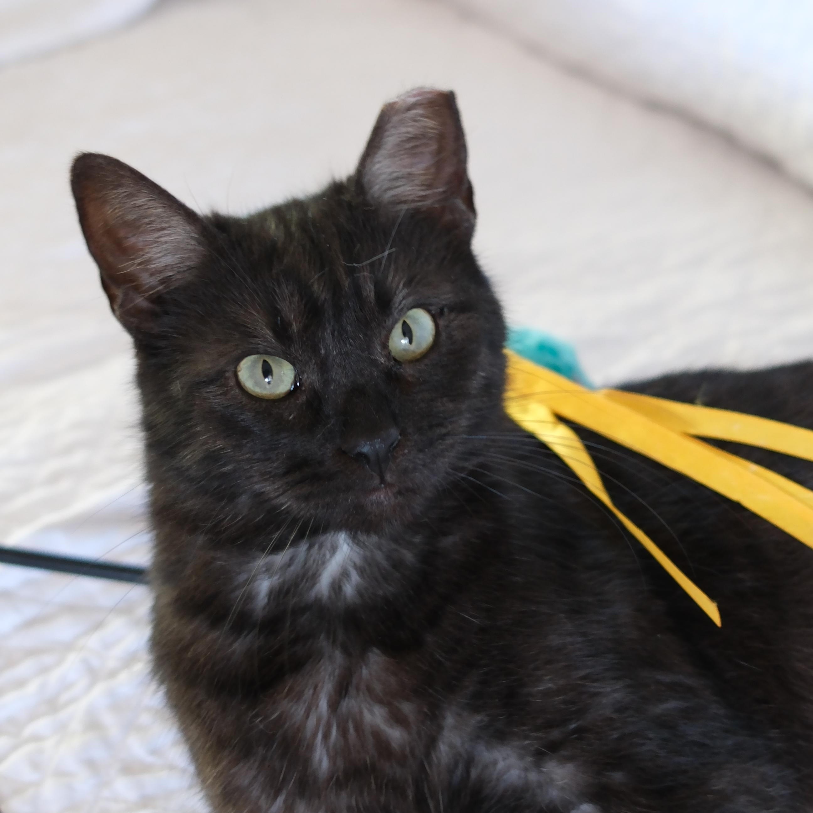 Enlarge Echo, a ADOPTABLE Domestic Short Hair in Union City, CA image 1/3