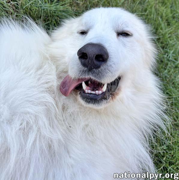 Casper in OH - The Friendliest Spirit!