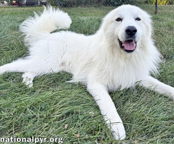 Casper in OH - The Friendliest Spirit!