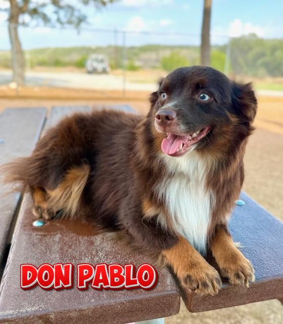 Don Pablo, adopted, Adult Male Australian Shepherd.