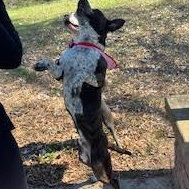 Enlarge Beau, a ADOPTABLE mixed breed in Little Rock, AR image 3/5