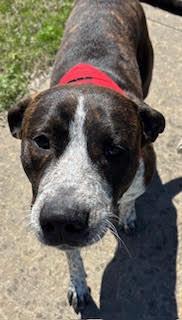 Enlarge Beau, a ADOPTABLE mixed breed in Little Rock, AR image 5/5