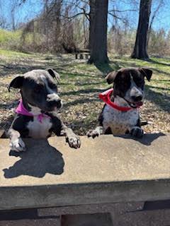 Enlarge Beau, a ADOPTABLE mixed breed in Little Rock, AR image 4/5