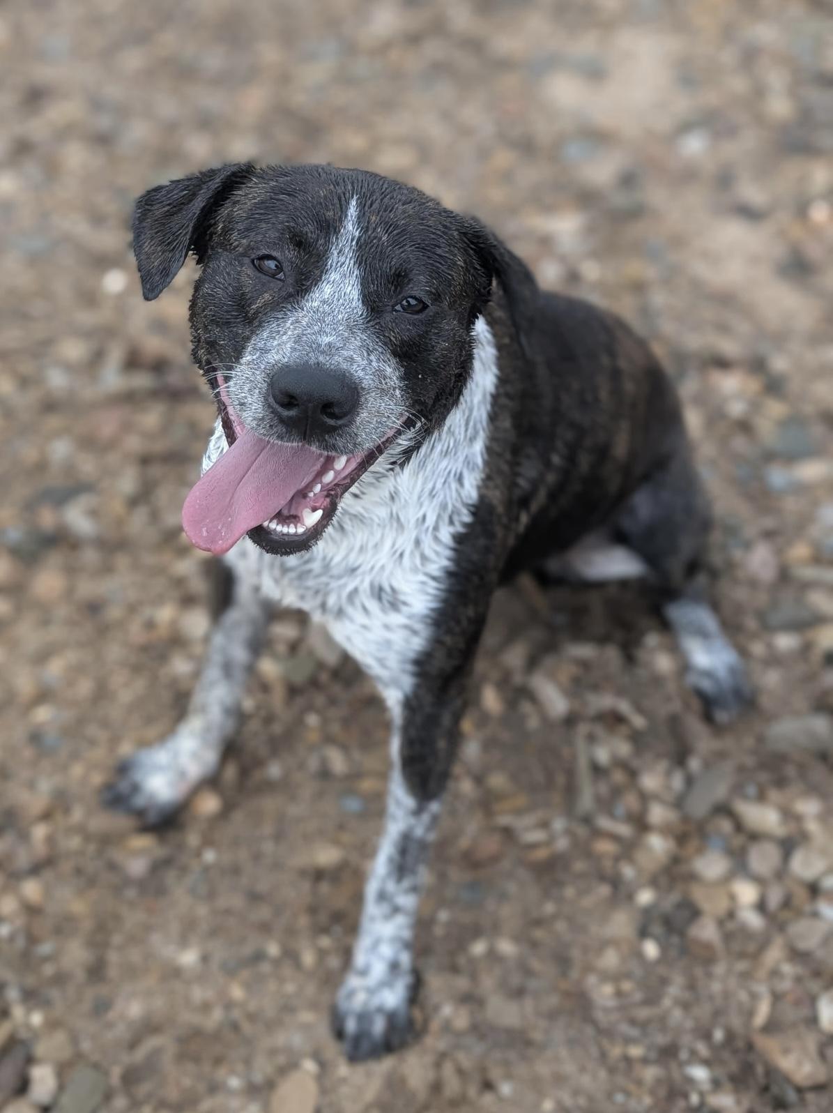 Beau, ADOPTABLE, Young Male Hound.