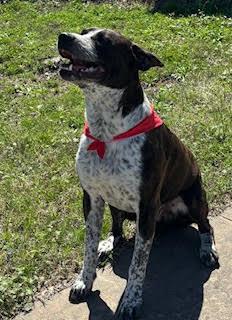 Enlarge Beau, a ADOPTABLE mixed breed in Little Rock, AR image 2/5