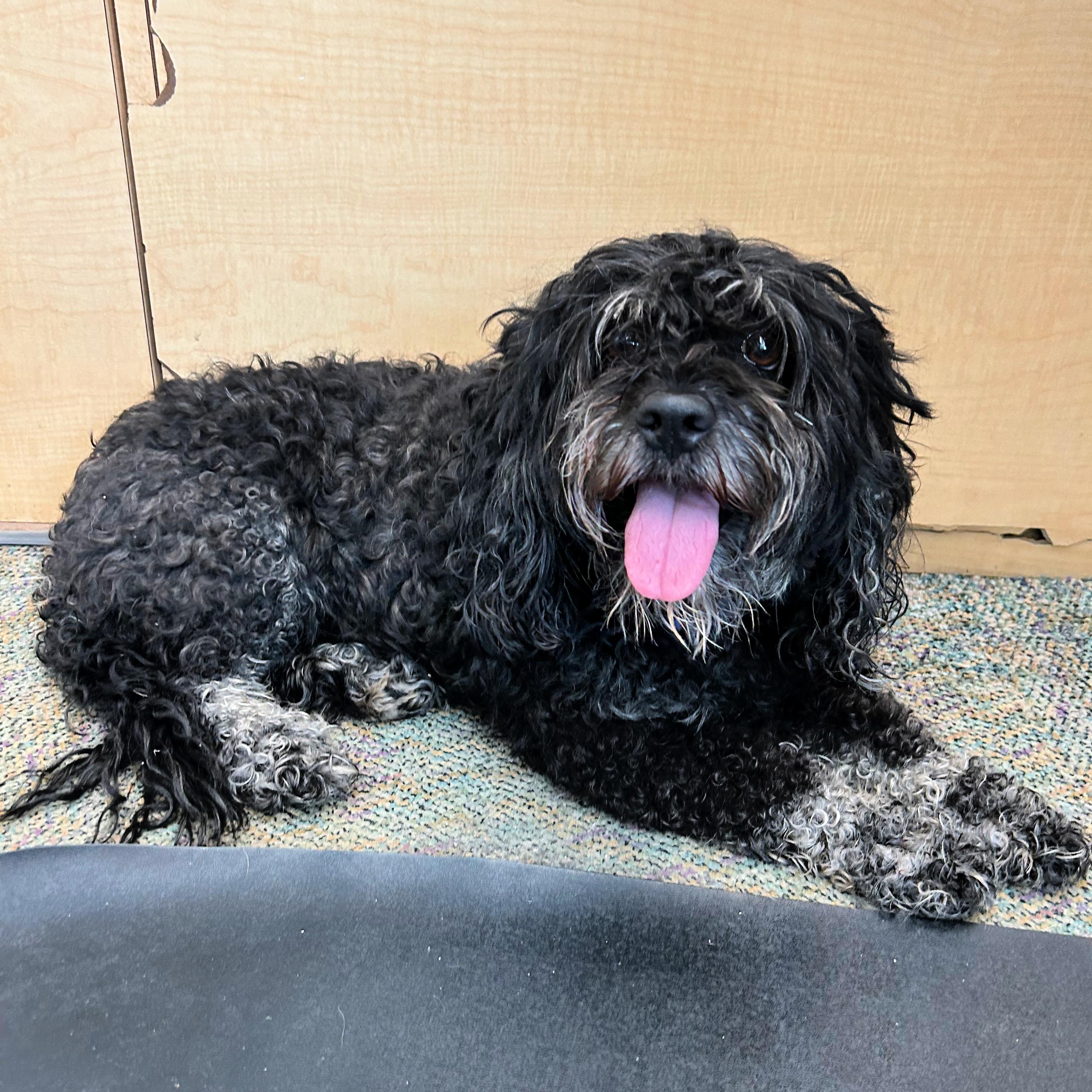 Shelby, a ADOPTABLE mixed breed in Lindon, UT image 5/5