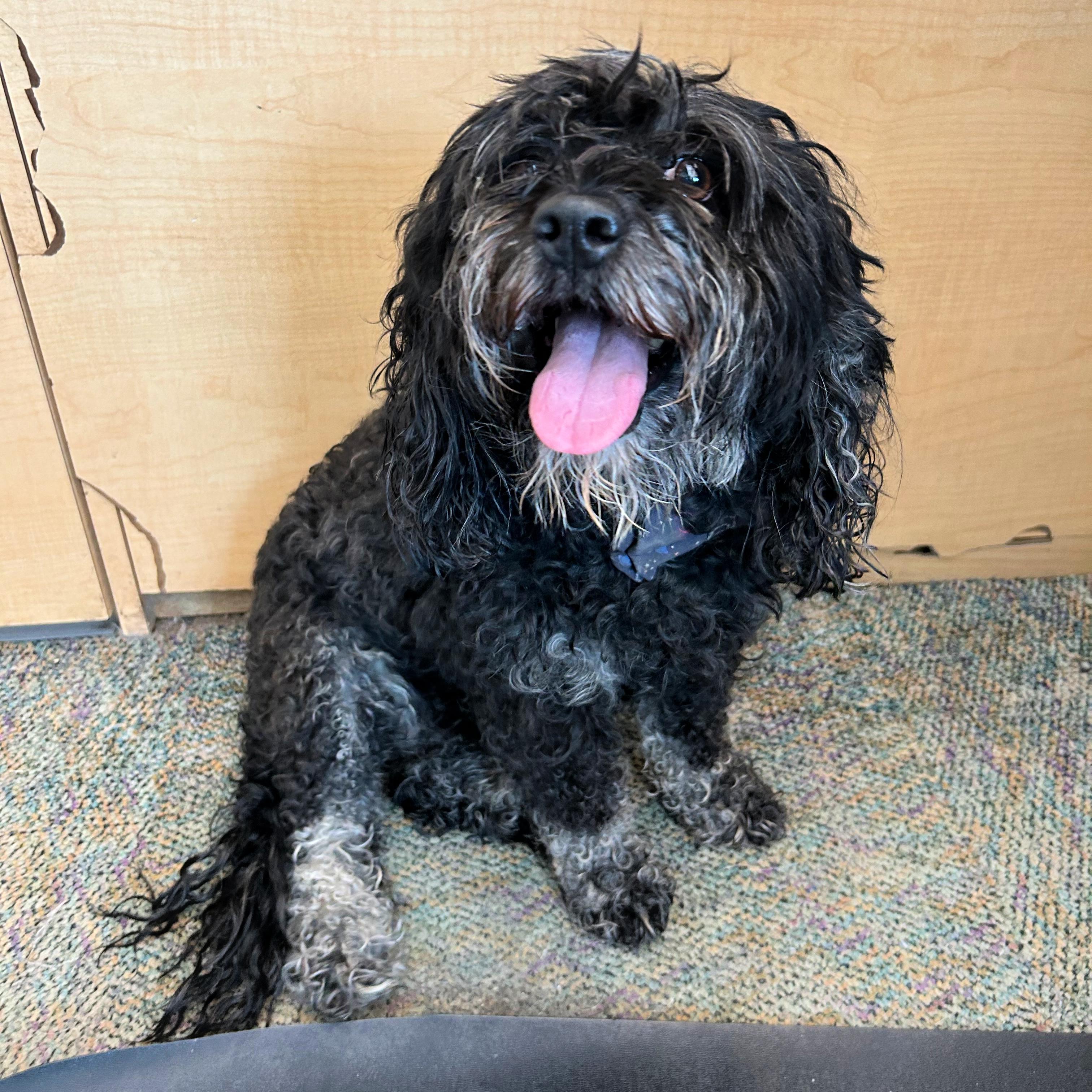 Shelby, ADOPTABLE, Adult Female Miniature Poodle.