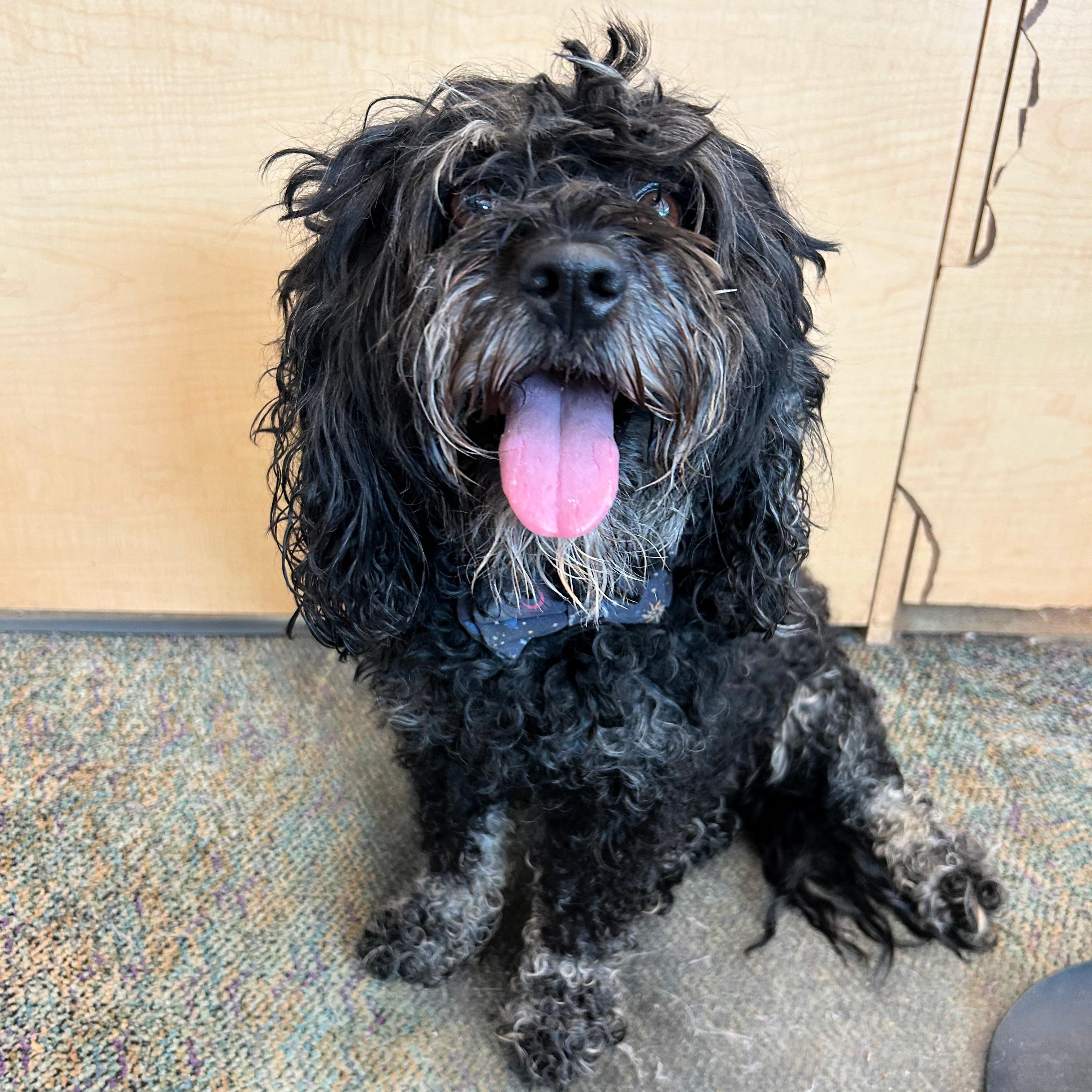 Shelby, a ADOPTABLE mixed breed in Lindon, UT image 2/5