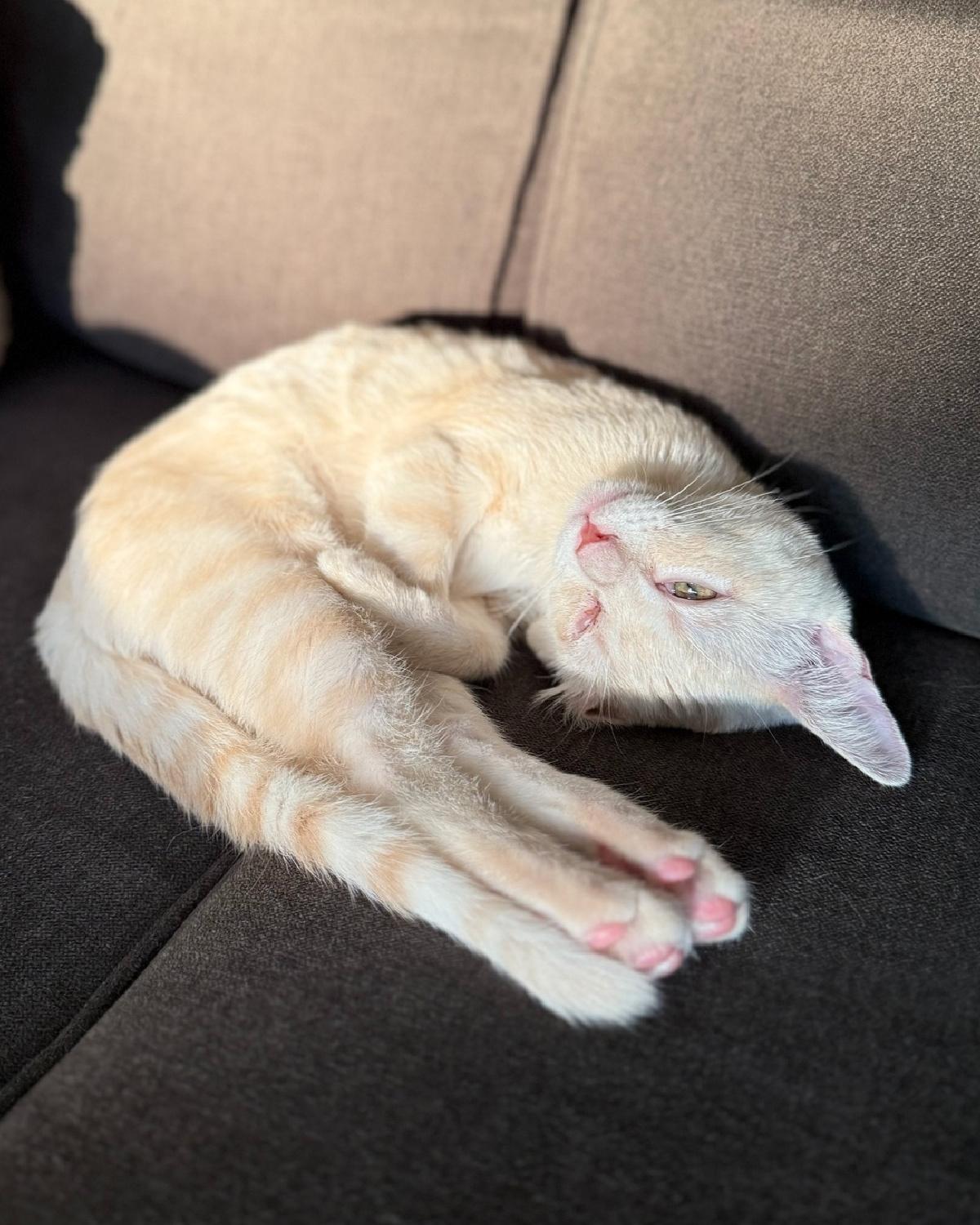 Nova, Adoptable, Young Female Domestic Short Hair.