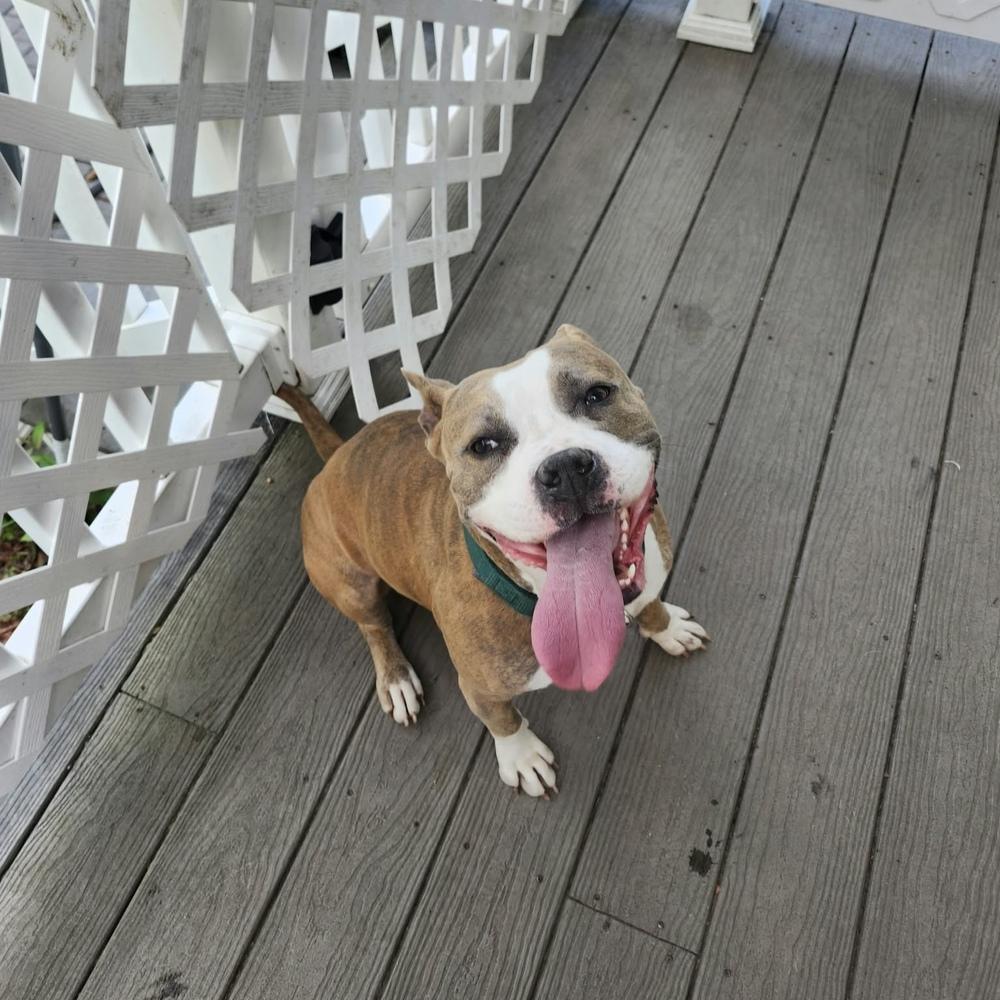 Enlarge Harmony, a Adoptable mixed breed in Groveland, MA image 1/6