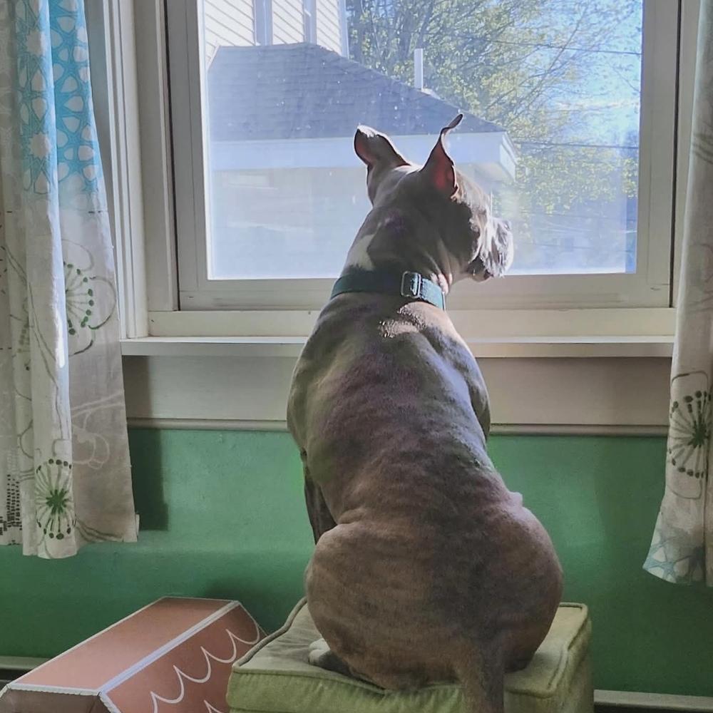 Enlarge Harmony, a Adoptable mixed breed in Groveland, MA image 2/6
