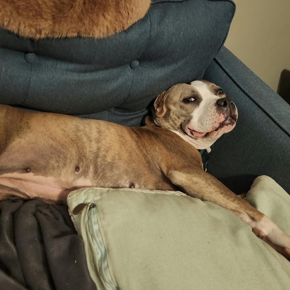 Enlarge Harmony, a Adoptable mixed breed in Groveland, MA image 5/6