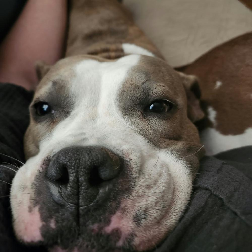 Enlarge Harmony, a Adoptable mixed breed in Groveland, MA image 6/6