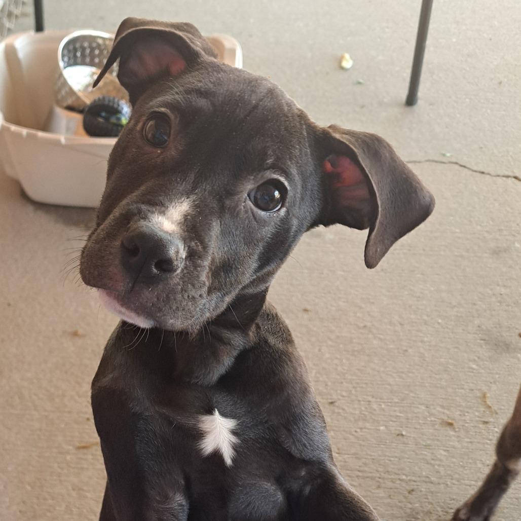 Enlarge Zebra Cake, a Adoptable Mixed Breed in Pensacola, FL image 1/5