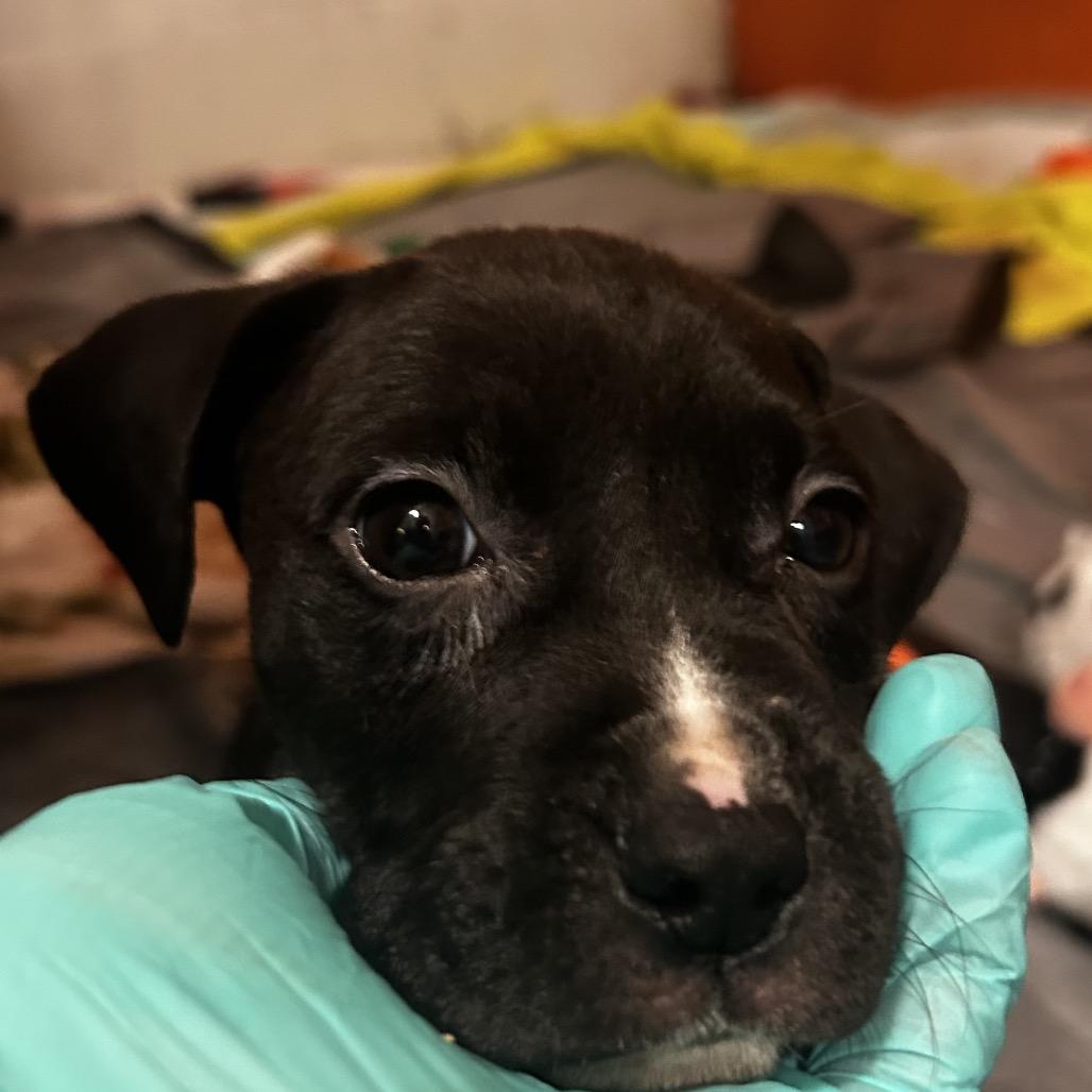 Enlarge Zebra Cake, a Adoptable Mixed Breed in Pensacola, FL image 2/5