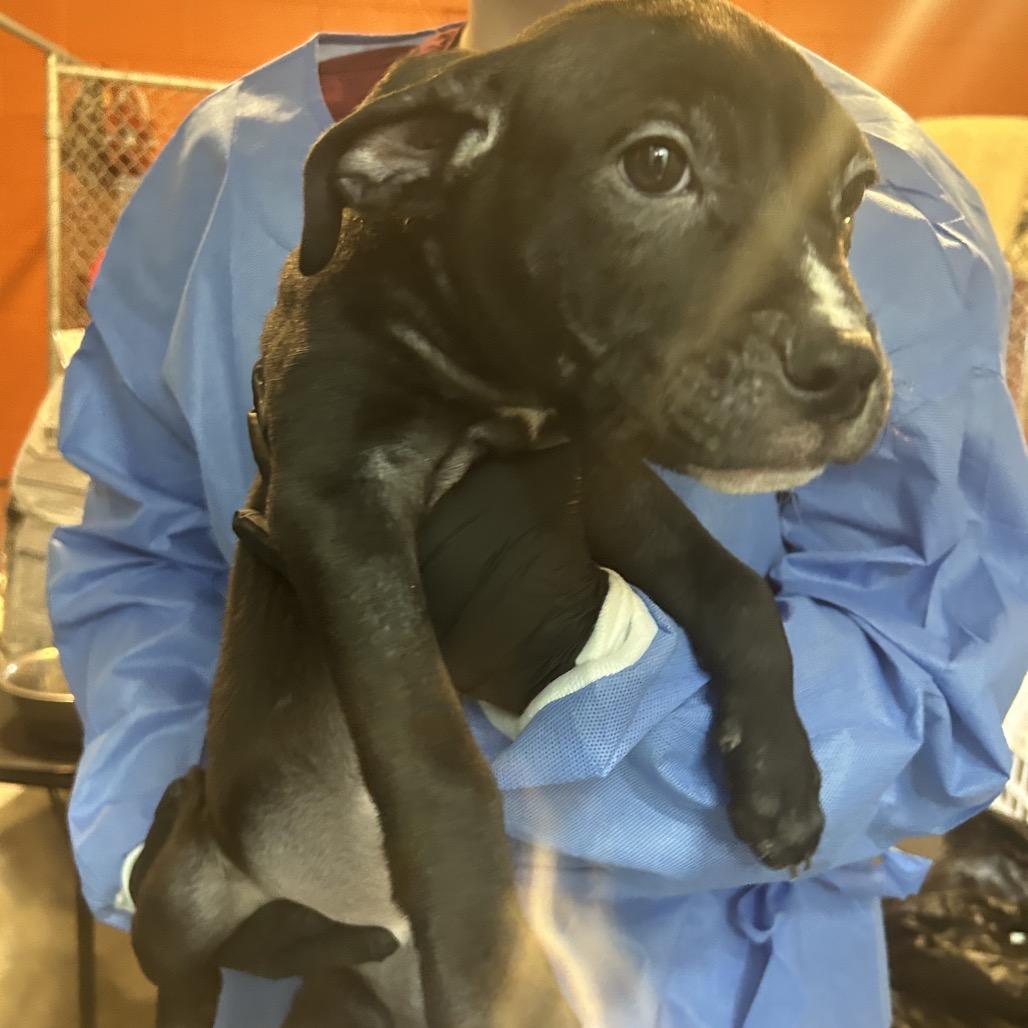 Enlarge Zebra Cake, a Adoptable Mixed Breed in Pensacola, FL image 3/5