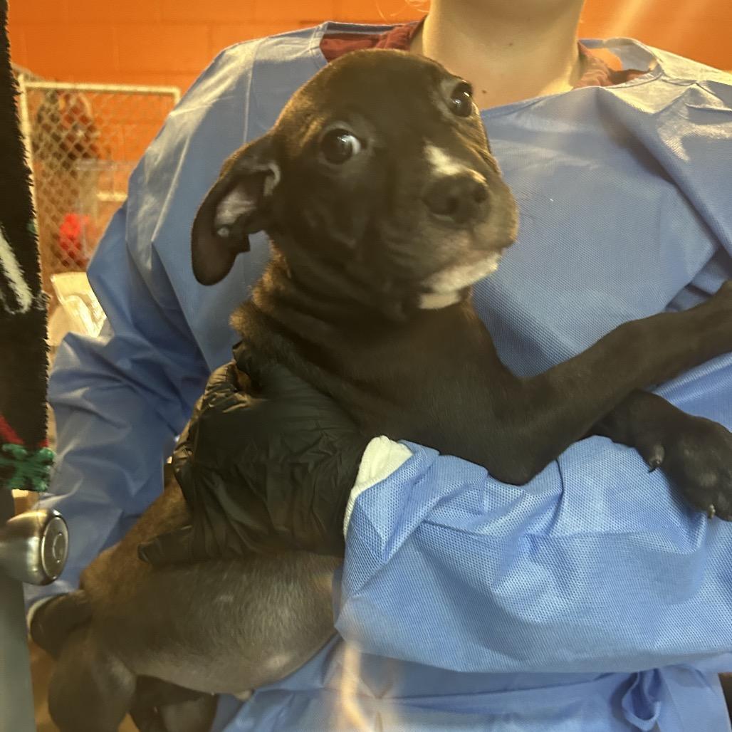 Enlarge Zebra Cake, a Adoptable Mixed Breed in Pensacola, FL image 4/5