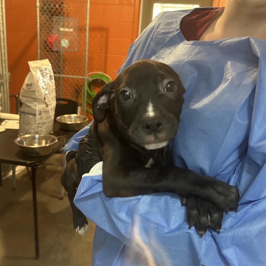 Enlarge Zebra Cake, a Adoptable Mixed Breed in Pensacola, FL image 5/5