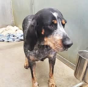 Emmy, ADOPTABLE, Adult Female Bluetick Coonhound.