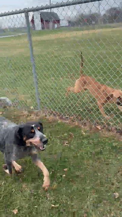 Enlarge Emmy, a ADOPTABLE Bluetick Coonhound in North Bay, ON video 2/2