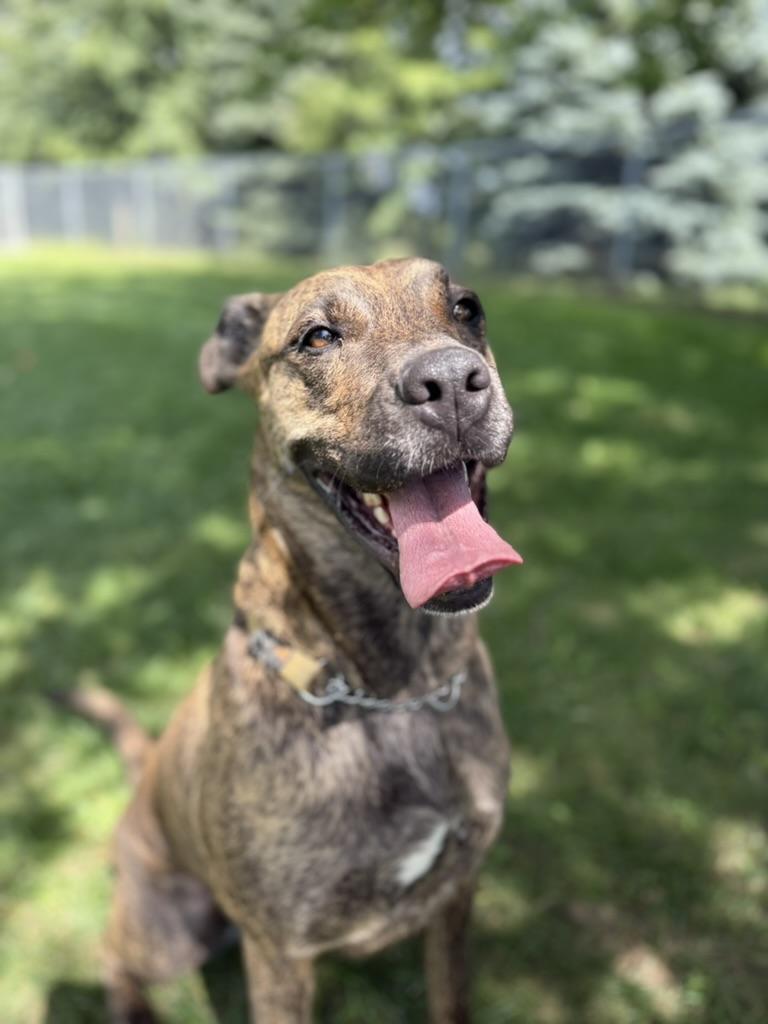 Enlarge Rhea, a Adoptable mixed breed in Cobourg, ON image 3/3
