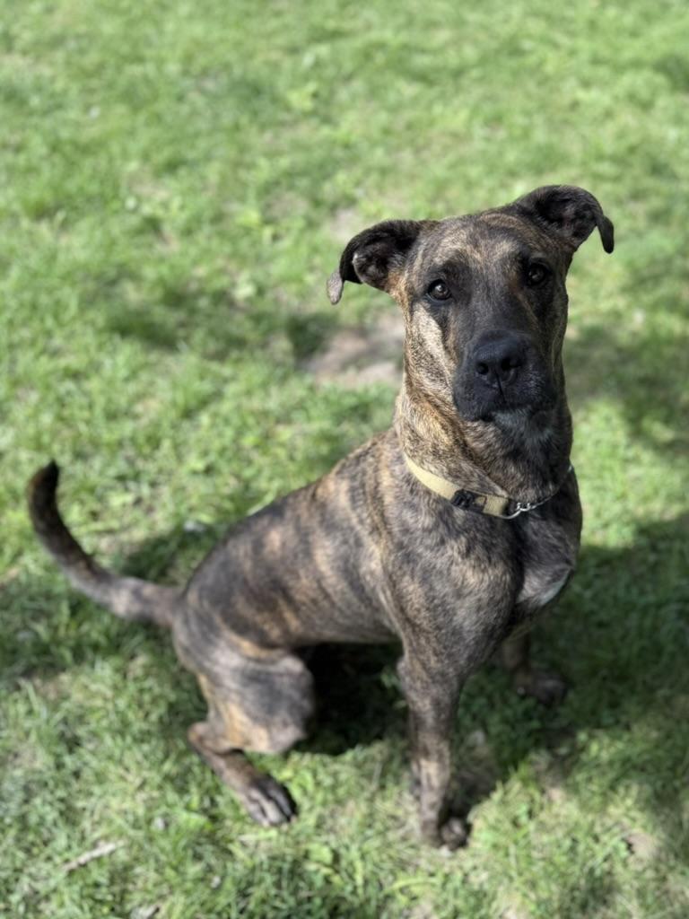 Rhea, Adoptable, Adult Female Catahoula Leopard Dog & Boxer.