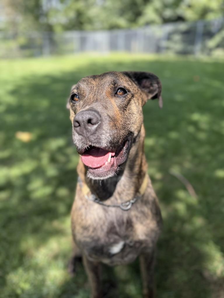 Enlarge Rhea, a Adoptable mixed breed in Cobourg, ON image 2/3