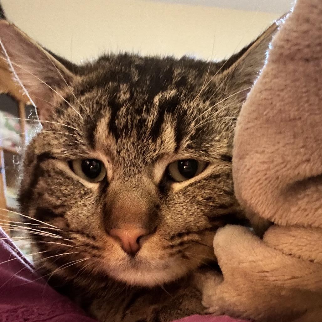 Gentleman Jim, Adoptable, Adult Male Domestic Short Hair.