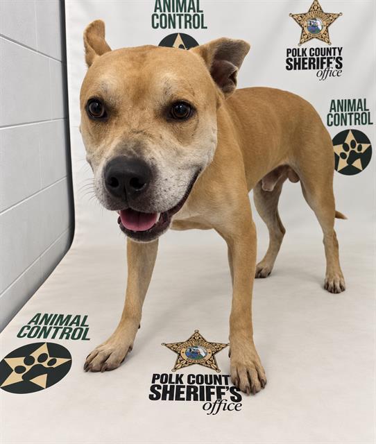 Enlarge SPENCER, a Adoptable mixed breed in Winter Haven, FL image 1/1